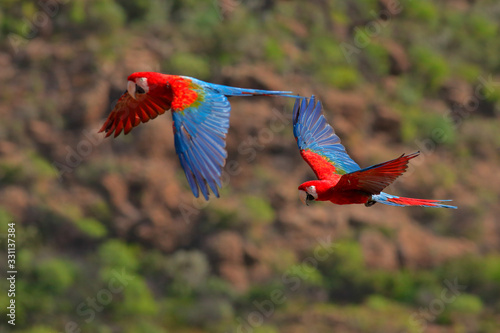Red-and-green Macaws, Ara chloroptera, in the dark green forest habitat. Beautiful macaw parrots from Amazon, Brazil. Birds in flight. Action wildlife scene from South America.