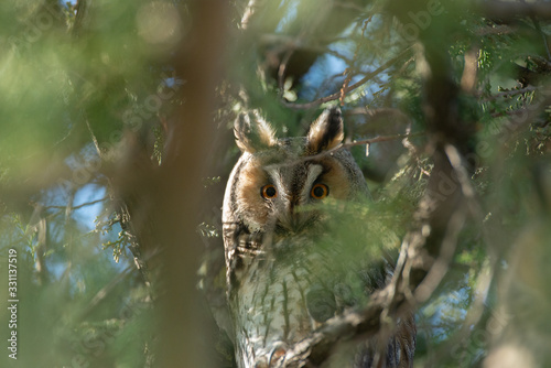 Long eared owl in the tree © Adi
