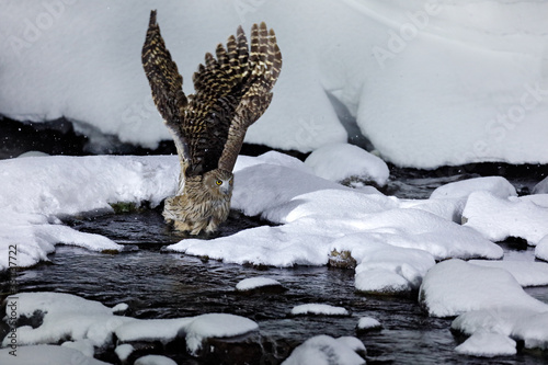 Blakiston's fish owl, Bubo blakistoni, largest living species of fish owl, a sub-group of eagle. Bird hunting in cold water. Wildlife scene from winter in Hokkaido, Japan. River bird with open wings. photo