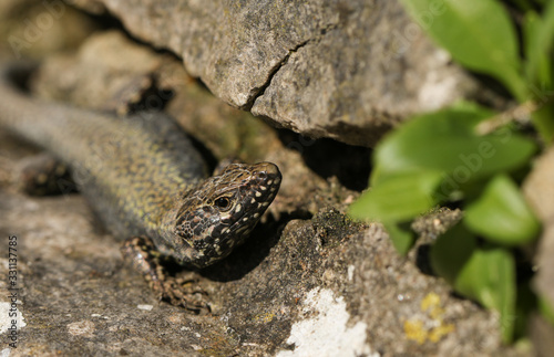 A beautiful male Wall Lizard, Podarcis muralis, basking on a stone wall in Dorset, UK.