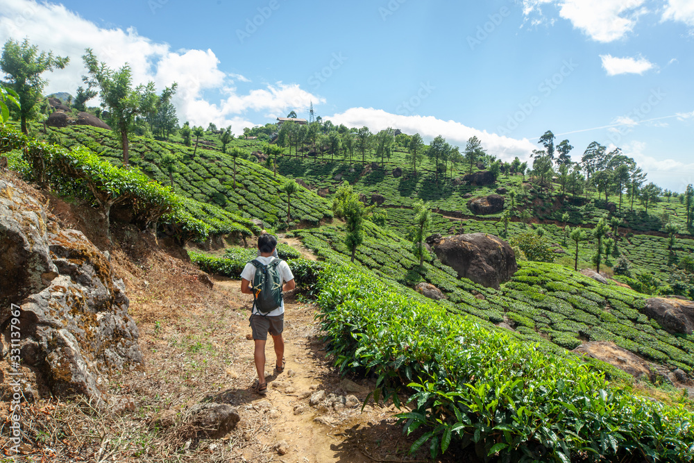 People walking in the tea plantation in the hills of Munnar, some of the most elevated tea plantations in the world, Kerala, India People walking in the tea plantation in the hills of Munnar, some of the most elevated tea plantations in the world, Kerala, India