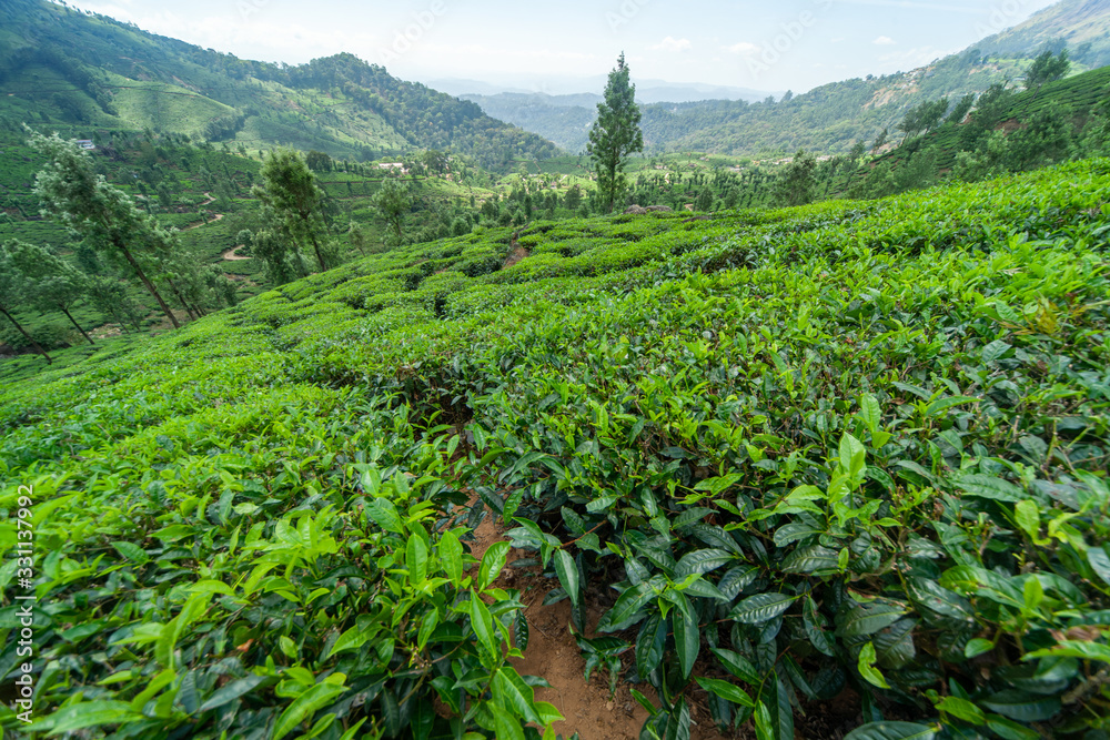 Fototapeta premium The tea plantation in the hills of Munnar, some of the most elevated tea plantations in the world, Kerala, India