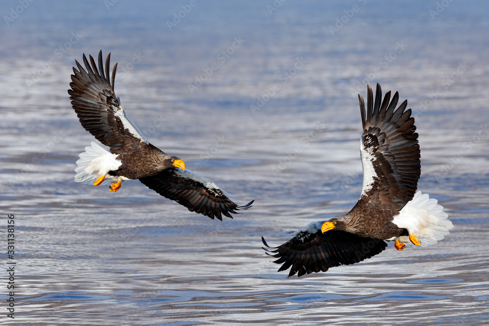 Bird fly above the hills. Japan eagle in the winter habitat. Mountain winter scenery with bird. Steller's sea eagle, flying bird of prey, with mountains in background, Hokkaido, Japan. Bird fly above the hills. Japan eagle in the winter habitat. Mountain winter scenery with bird. Steller's sea eagle, flying bird of prey, with mountains in background, Hokkaido, Japan.