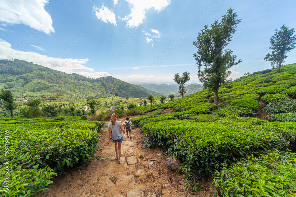 People walking in the tea plantation in the hills of Munnar, some of the most elevated tea plantations in the world, Kerala, India People walking in the tea plantation in the hills of Munnar, some of the most elevated tea plantations in the world, Kerala, India