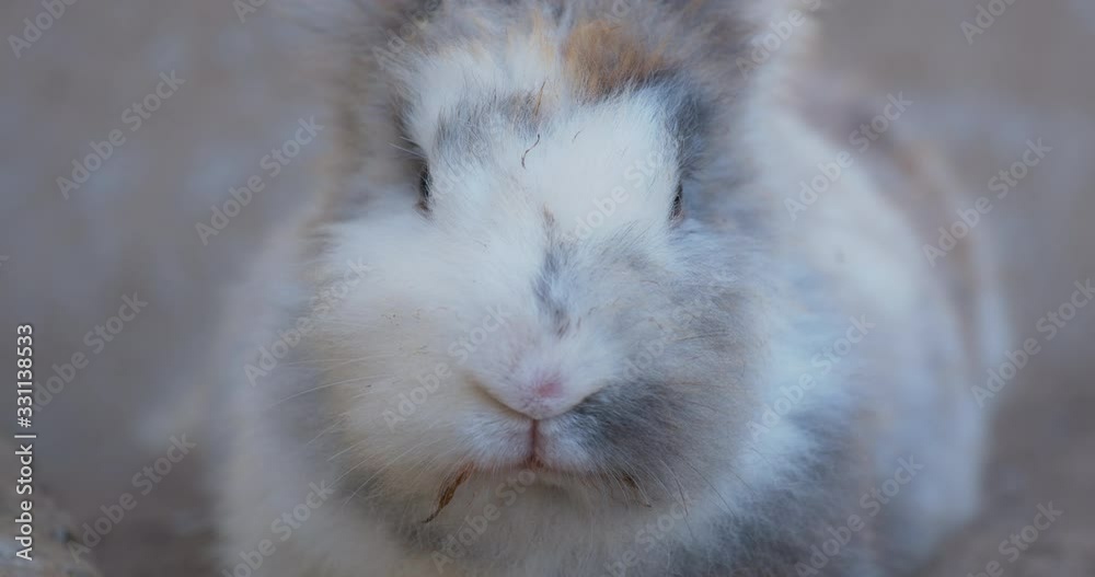 Rabbit nose sniffing. Close-up of brown rabbit mouth. Posting and look at camera, macro shot, slow motion Rabbit nose sniffing. Close-up of brown rabbit mouth. Posting and look at camera, macro shot, slow motion