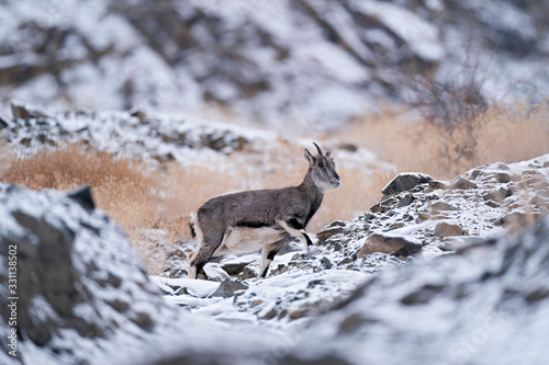 Bharal blue Sheep, Pseudois nayaur, in the rock with snow, Hemis NP, Ladakh, India in Asia. Bharal in nature snowy habitat. Face portrait with horns of wild sheep. Wildlife scene from Himalayas. photo