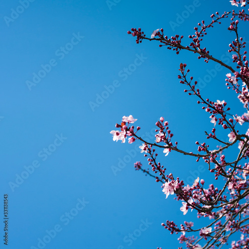 Banner sakura flower, copy space, blue sky background.