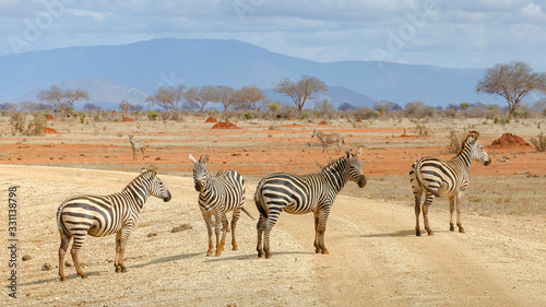 Zebras crossing the road