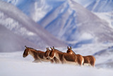 Kiang, Equus kiang, largest of the wild asses, winter mountain codition, Tso-Kar lake, Ladakh, India. Kiang from Tibetan Plateau, in the snow. Wild asses heard, Tibet. Wildlife scene from nature.