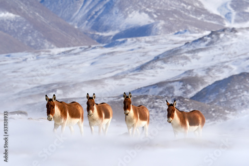 Kiang, Equus kiang, largest of the wild asses, winter mountain codition, Tso-Kar lake, Ladakh, India. Kiang from Tibetan Plateau, in the snow. Wild asses heard, Tibet. Wildlife scene from nature. photo