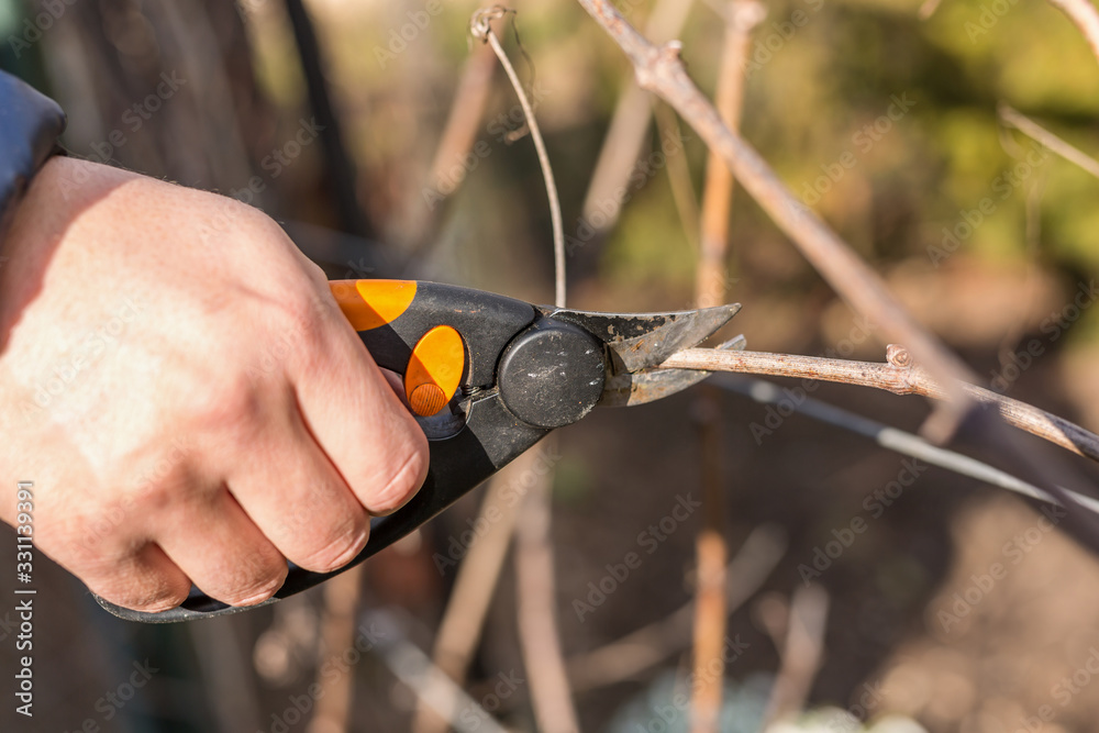 Naklejka premium Spring cutting trees and grapes, gardener pruning a tree concept. Spring work in the garden and vineyard.
