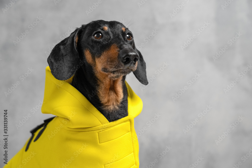 cute portrait of a dog of a Dachshund breed, black and tan, dres