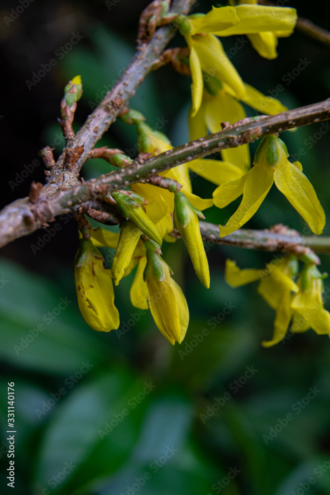 forsytia, goldflieder flower in spring forsytia, goldflieder flower in spring