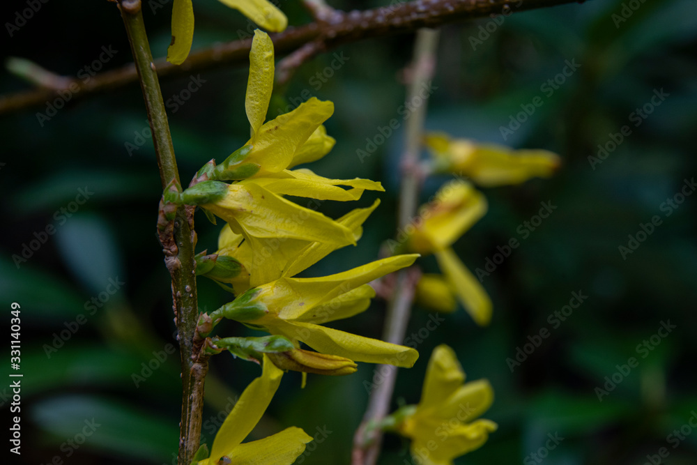 Naklejka premium forsytia, goldflieder flower in spring