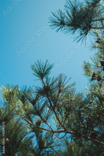 Bottom view of tall pine-tree