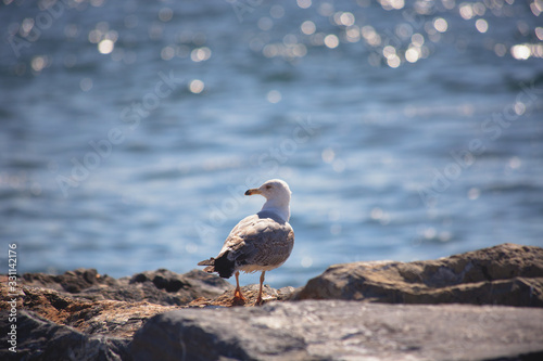 Lonely white seagull portrait against sea shore