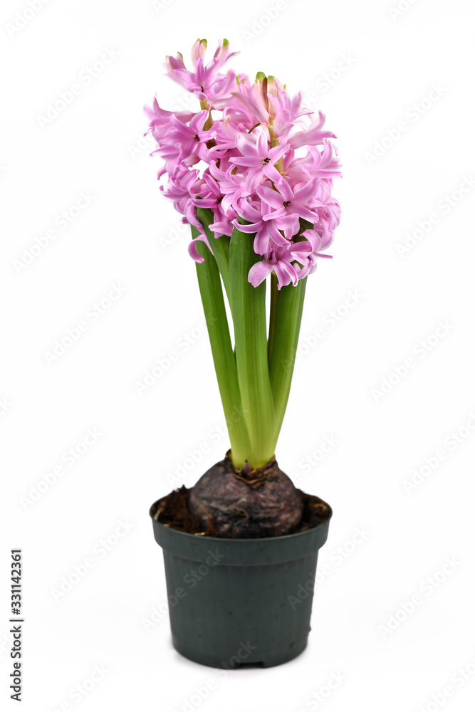 Blooming 'Hyacinthus Pink Pearl' Hyacinth spring flower in black plastic flower pot isolated on white background
