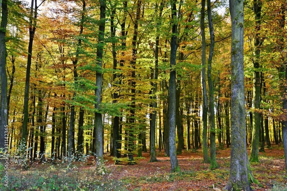 Fototapeta premium fairytale forest in autumn, Luxembourg