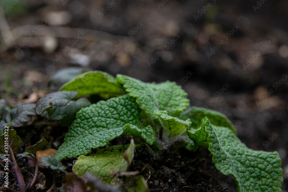 digitalis, foxgloves, fingerhut leaves in spring