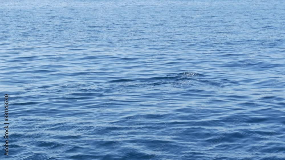 View from the boat, Common Dolphins pod in open water during Whale watching tour, Southern California. Playfully jump out of the Pacific Ocean making splashes and swimming in the sea. Marine wildlife.