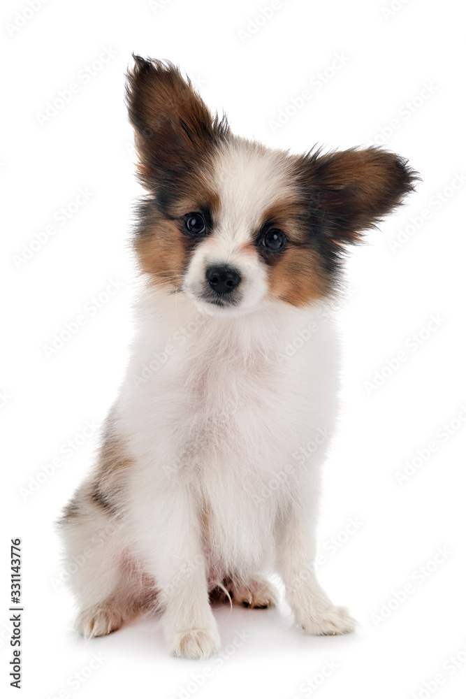Fototapeta premium papillon dog in studio
