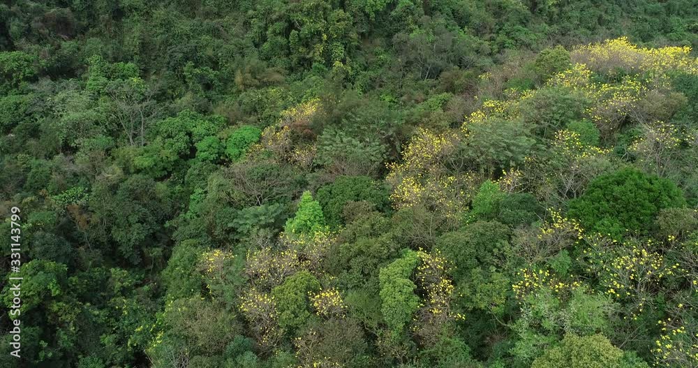 Drone aerial view of green forest from top Drone aerial view of green forest from top