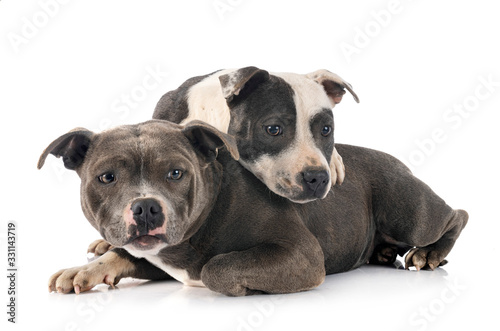 staffordshire bull terriers