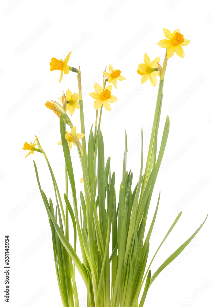 Narcissus jonquilla in studio