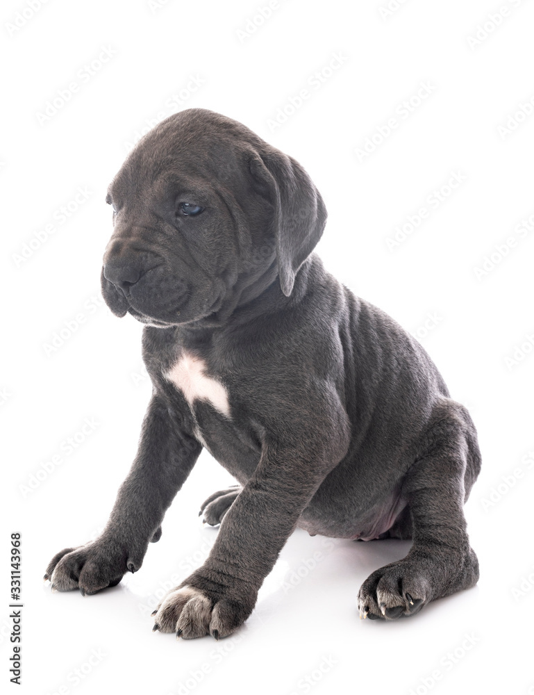 puppy cane corso puppy cane corso