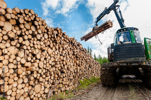 Timber harvesting in Norway photo