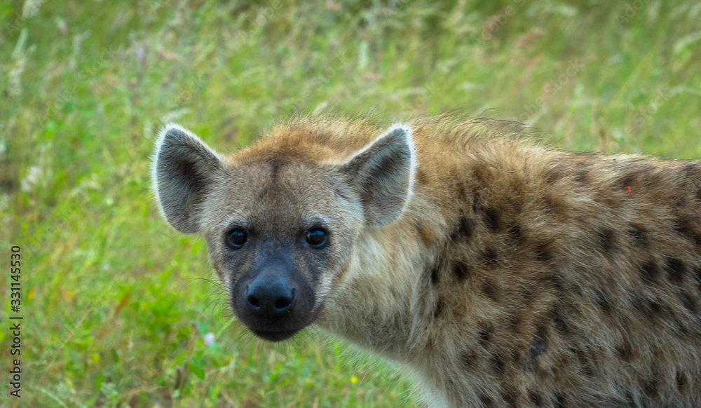 Obraz premium Portrait einer Hyäne im Krüger Nationalpark
