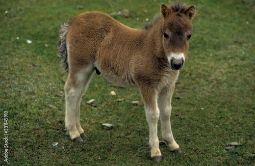 Poney, race Shetland, Equus caballus, Iles Shetland, Grande Bretagne © JAG IMAGES