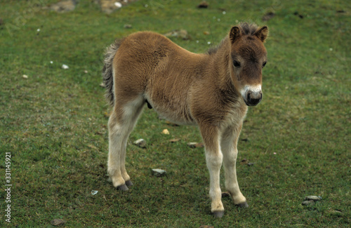 Poney, race Shetland, Equus caballus, Iles Shetland, Grande Bretagne