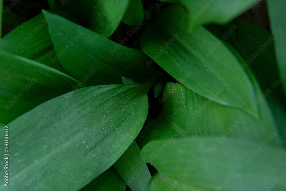 Obraz premium allium ursinum, bear´s garlic leaves