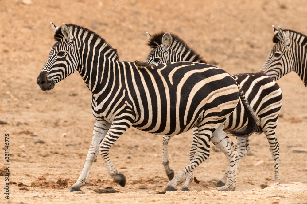 Zèbre de Burchell, Equus quagga, Parc national Kruger, Afrique du Sud Zèbre de Burchell, Equus quagga, Parc national Kruger, Afrique du Sud