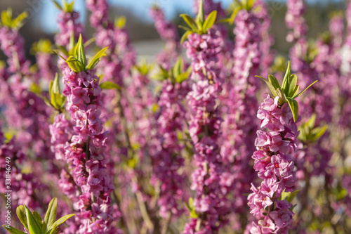Daphne mezereum photo