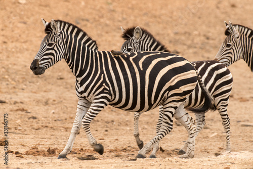 Z  bre de Burchell  Equus quagga  Parc national Kruger  Afrique du Sud