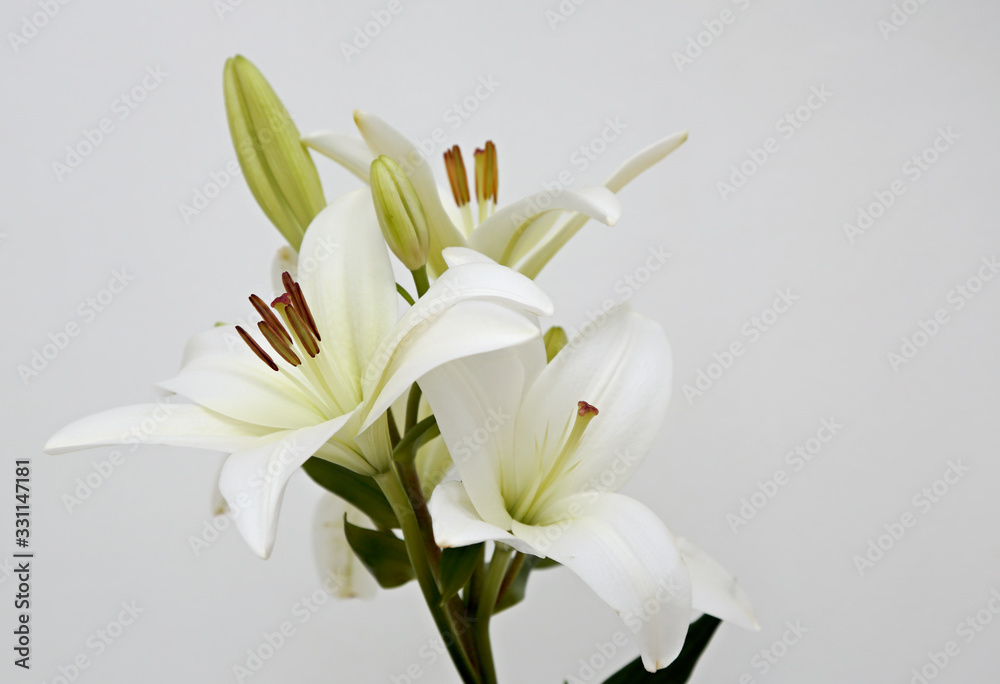 A branch of beautiful white lily with buds on white background A branch of beautiful white lily with buds on white background