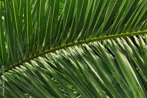 close up palm leaf texture for a background  blurred natural background