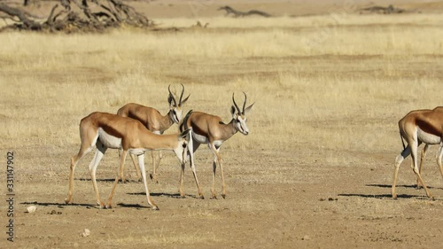 Herd of springbok antelopes (Antidorcas marsupialis) walking in line, Kalahari desert, South Africa