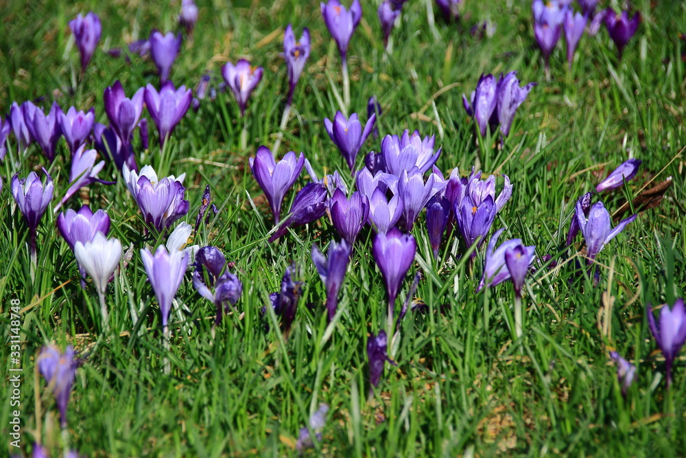 Krokuswiese im blühenden Frühjahr