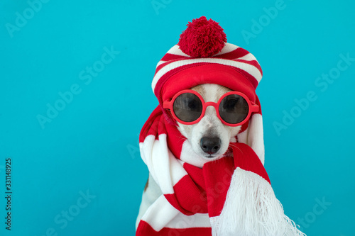 Dog wearing red sunglasses, knitted hat and scarf sitting and looking at camera isolated on blue background © demphoto