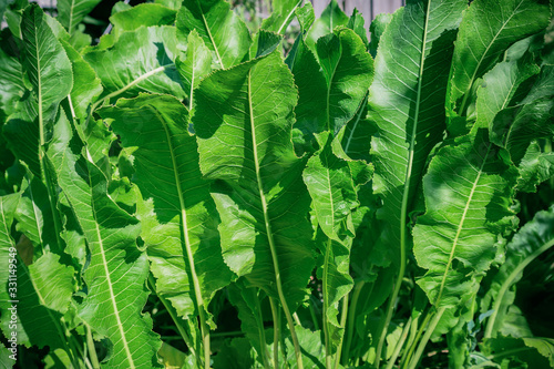 Horseradish natural vegetable herbaceous medicinal plant grows on a bed in a garden. Growing and harvesting fresh green leaves. Useful food, spice, gardening, agriculture