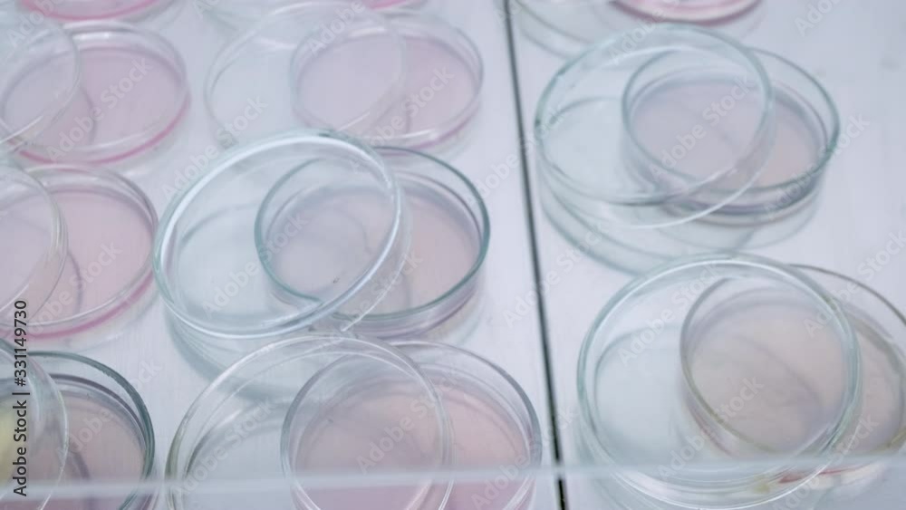 Petri dishes with bacteria nutrient medium are stacked in rows in a sterile fume hood. Microbiologists are preparing for the experiment. Petri dishes with bacteria nutrient medium are stacked in rows in a sterile fume hood. Microbiologists are preparing for the experiment.