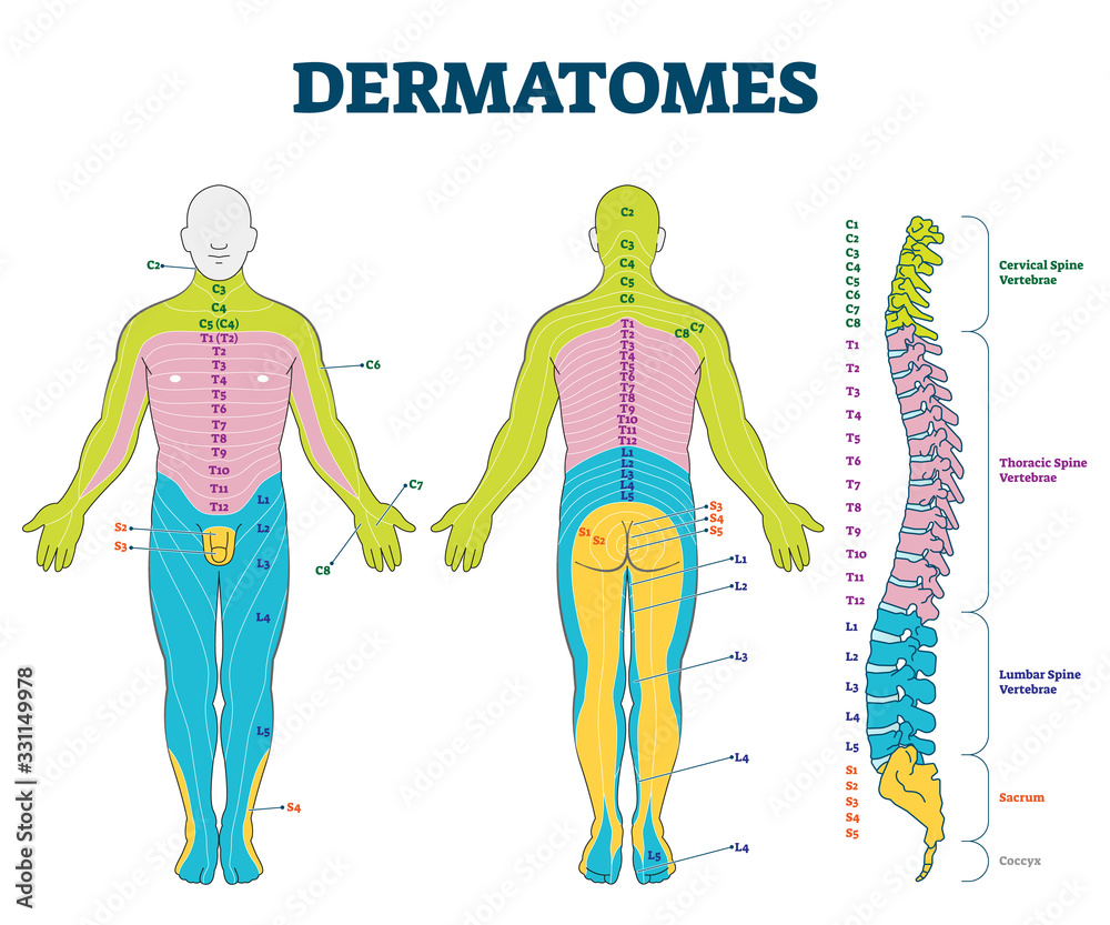 Dermatomes Vector Illustration Labeled Educational Anatomical Region ...