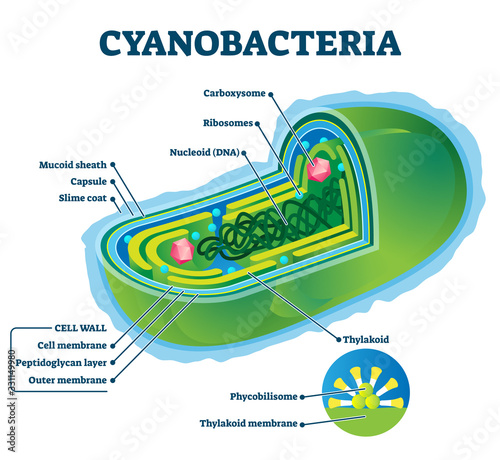 Cyanobacteria vector illustration. Labeled bacteria internal structure scheme photo