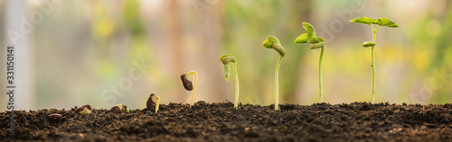 plant growing in morning light green nature bokeh background, new life, business financial progress cultivation. agriculture, horticulture. plant growth evolution from seed to sapling, ecology concept