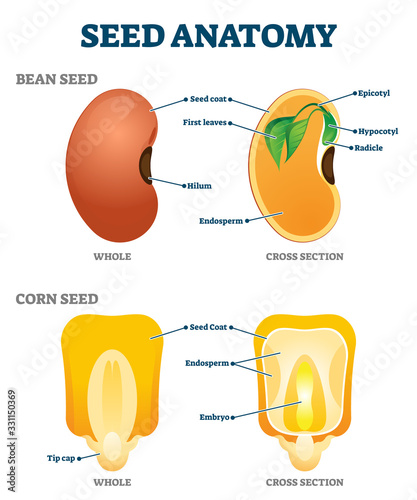 Seed anatomy vector illustration. Labeled educational botany structure scheme photo