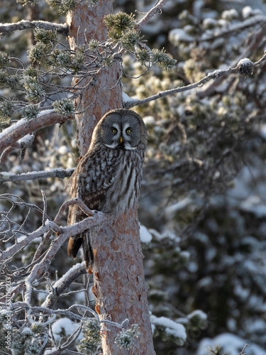 Young Great Grey Owl