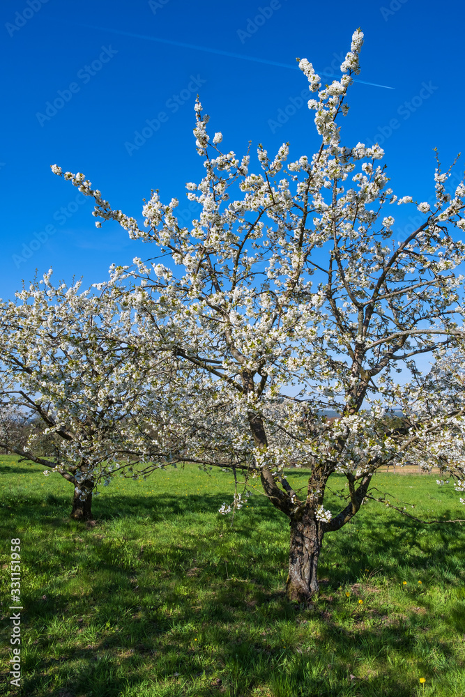 Fototapeta premium Kirschblüte in der Fränkischen Schweiz/Deutschland